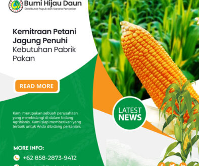 Kemitraan-Petani-Jagung-Penuhi-Kebutuhan-Pabrik-Pakan