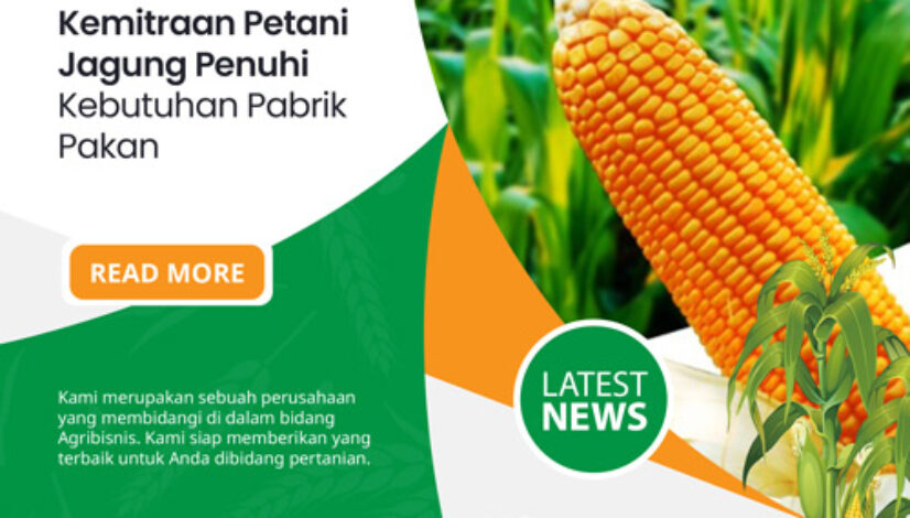 Kemitraan-Petani-Jagung-Penuhi-Kebutuhan-Pabrik-Pakan