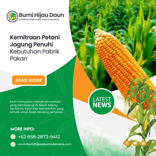 Kemitraan-Petani-Jagung-Penuhi-Kebutuhan-Pabrik-Pakan